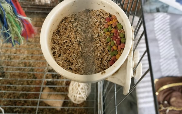 Sunny, 1-yr budgie