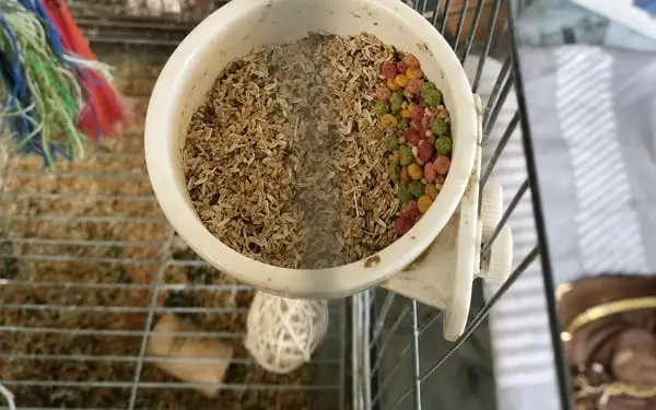 Sunny, 1-yr budgie