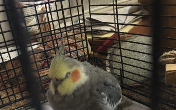 Kiwi, 6-yr cockatiel