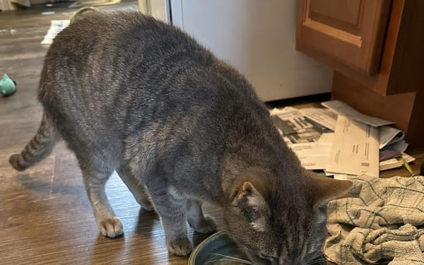 Miso, 11-yr tabby
