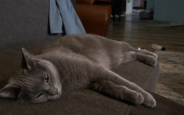 Smokey, 8-yr grey