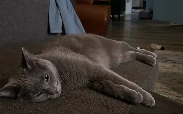 Smokey, 8-yr grey