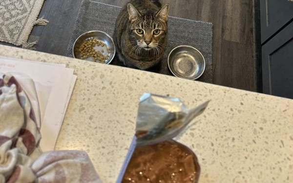 Miso, 11-yr tabby