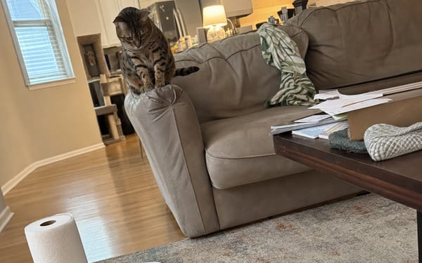 Jasper, 3-yr bengal