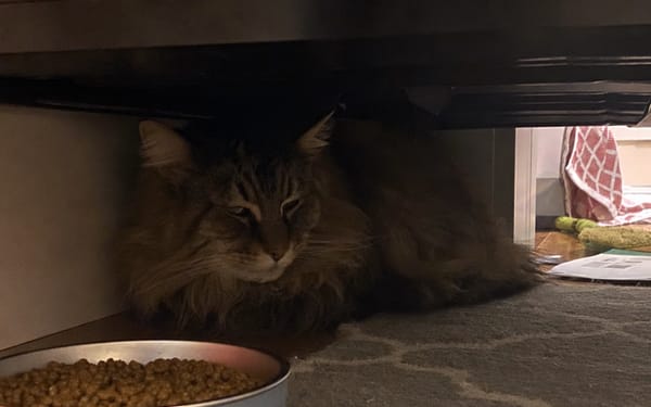 Moss, 9-yr maine coon
