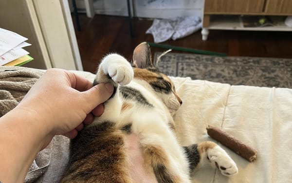 Marla, 5-yr calico
