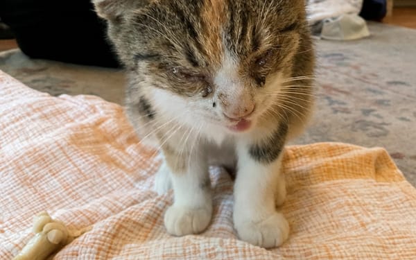 Poppy, 1-yr rescue