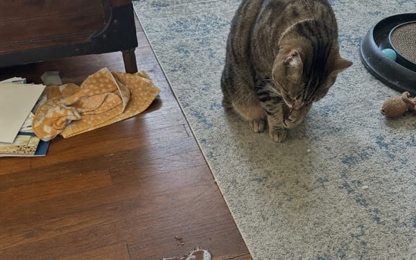 Pixel, 2-yr domestic shorthair