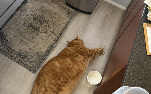 Bruno, 7kg ginger