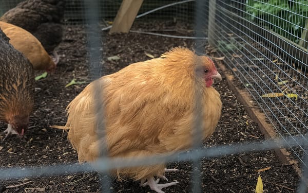 Buff Orpington hen, 2 yrs