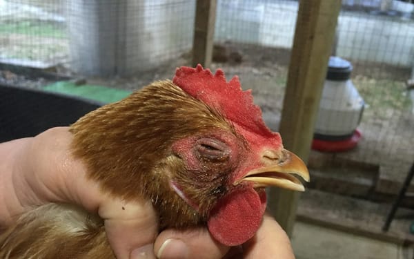 Flock of 9, mixed