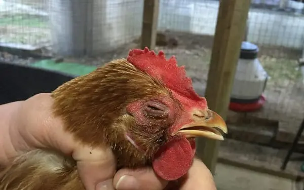 Flock of 9, mixed