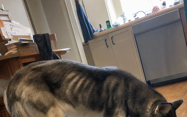 Luna, 3-yr husky mix