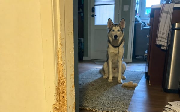 Koda, 2-yr husky