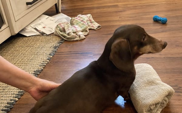 Pepper, 6-yr dachshund