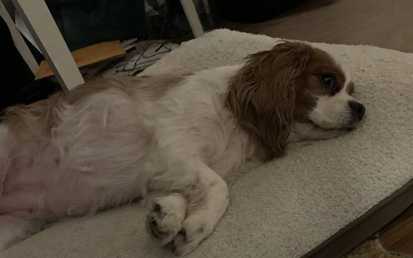 Bella, 10-yr cavalier