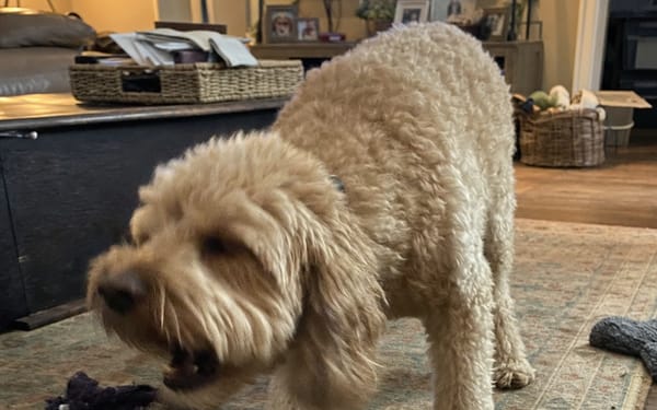 Teddy, 3-yr cockapoo