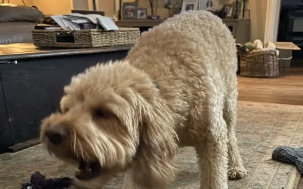 Teddy, 3-yr cockapoo