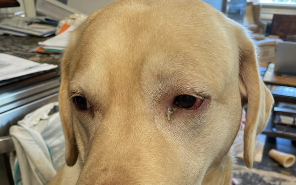 Hugo, 7-yr lab