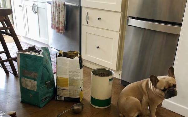 Ruby, 2-yr frenchie