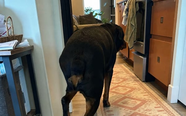 Zeus, 40kg rottweiler