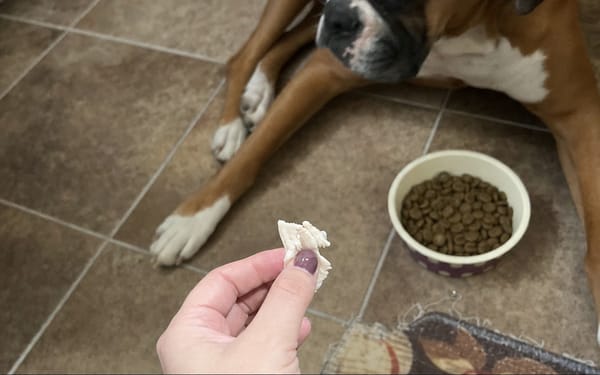 Bruno, 6-yr boxer
