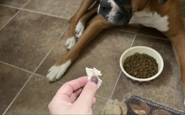 Bruno, 6-yr boxer