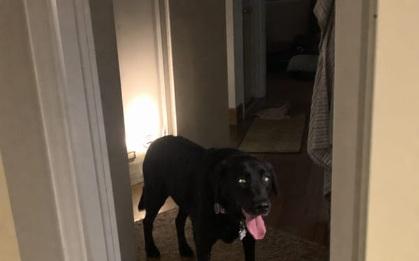 Max, 8-yr lab