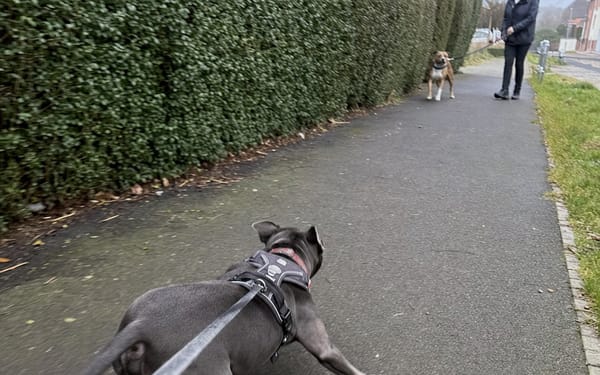 Bruce, 4-yr staffie