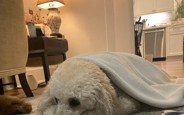 Coco, 4-yr poodle