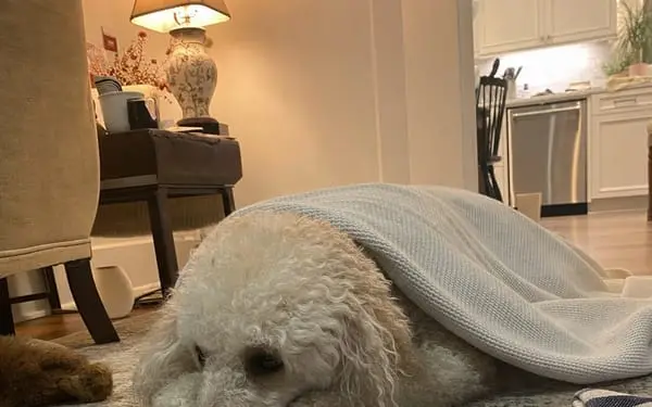 Coco, 4-yr poodle