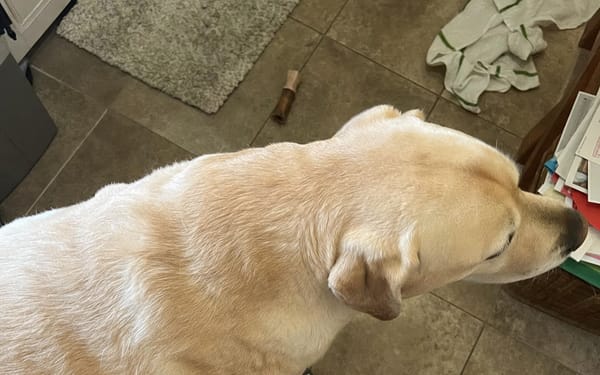 Bear, 38kg lab