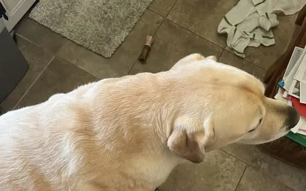 Bear, 38kg lab