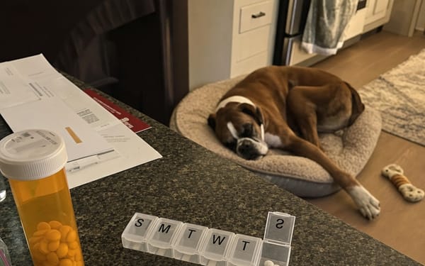 Baxter, 6-yr boxer