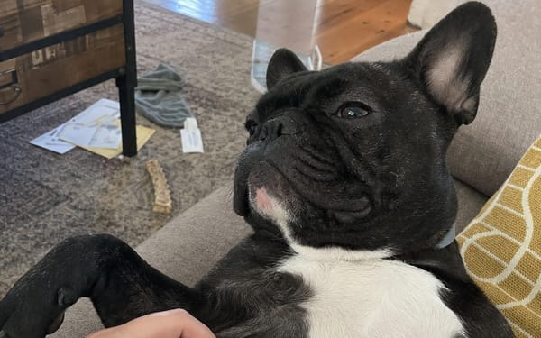 Bruno, 5-yr frenchie