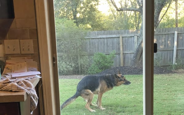 Rex, 9-yr GSD