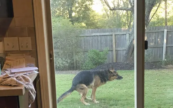 Rex, 9-yr GSD
