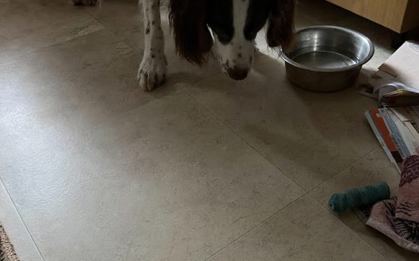 Scout, 2-yr spaniel
