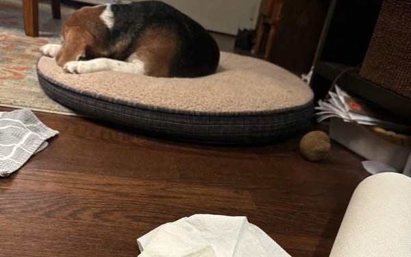 Rufus, 5-yr beagle
