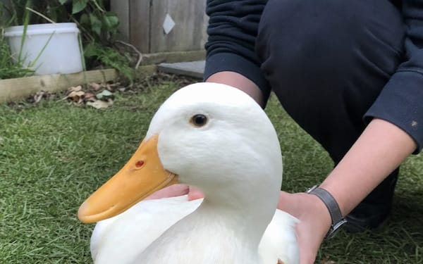 Pekin duck, 1 yr