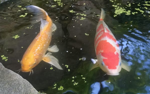 Koi pond, 6 fish