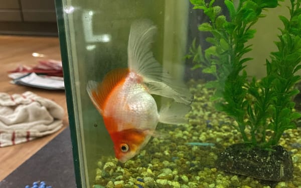 Goldie, 2-yr fancy goldfish