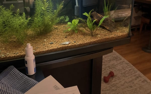 20-gal community tank