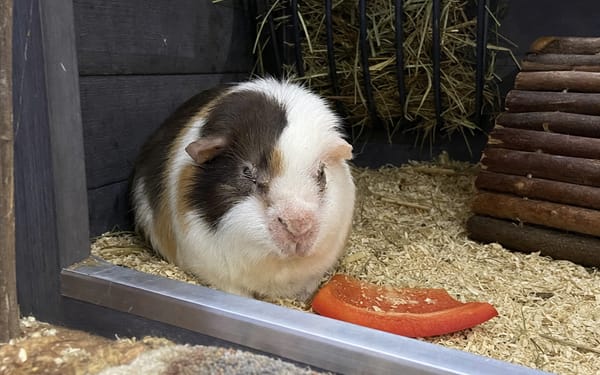 Waffle, 2-yr guinea pig