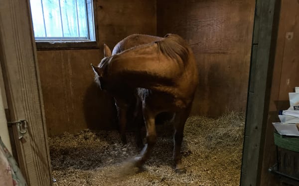 Duke, 12-yr quarter horse