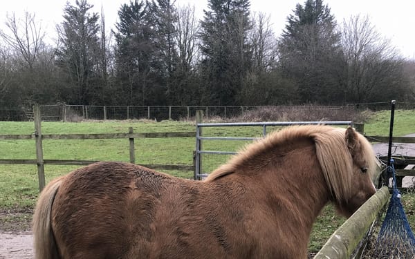 Pony, 16-yr Shetland