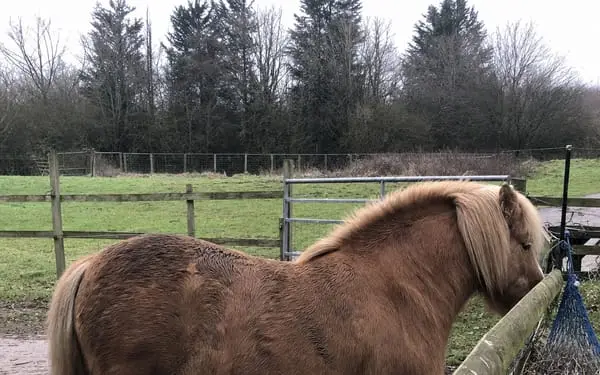 Pony, 16-yr Shetland