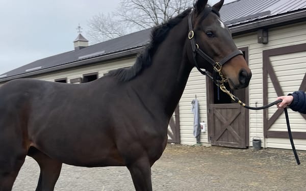 Willow, 9-yr thoroughbred