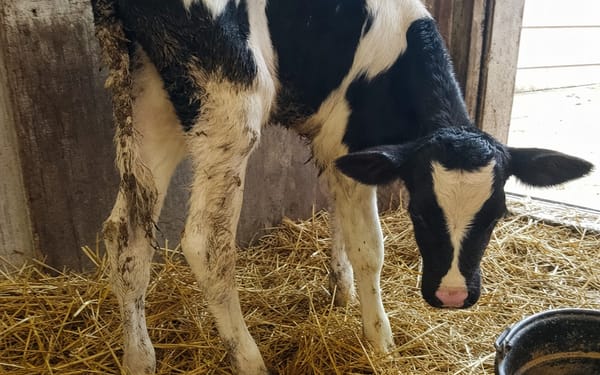 3-week-old calf