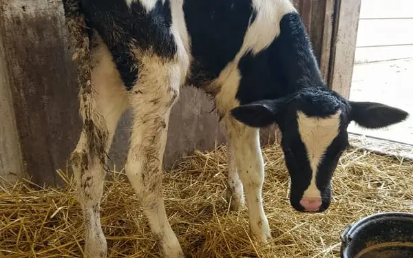 3-week-old calf